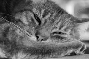 Nathalie VINCENT APONTE - NAVA 3.0